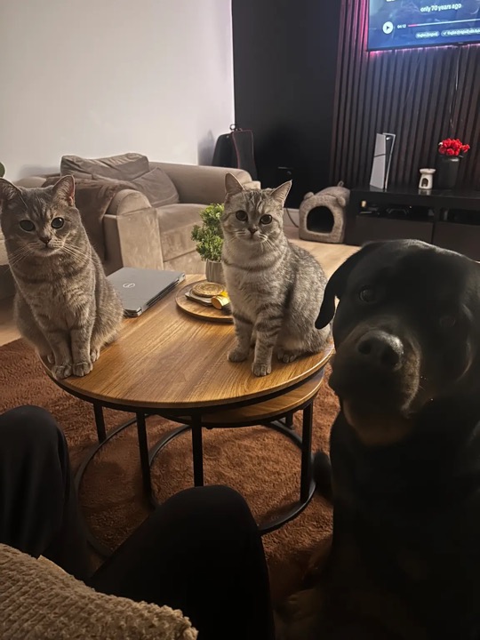 Mars, Kai, and Sky relaxing together at home