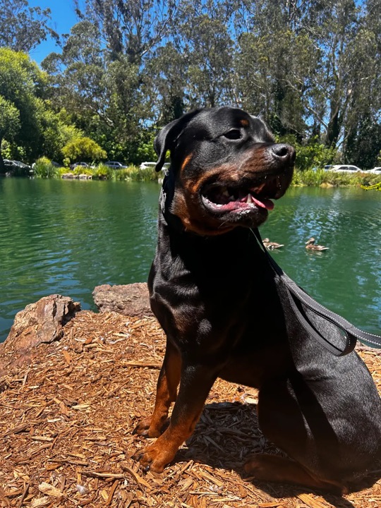 Mars the Rottweiler enjoying a sunny walk