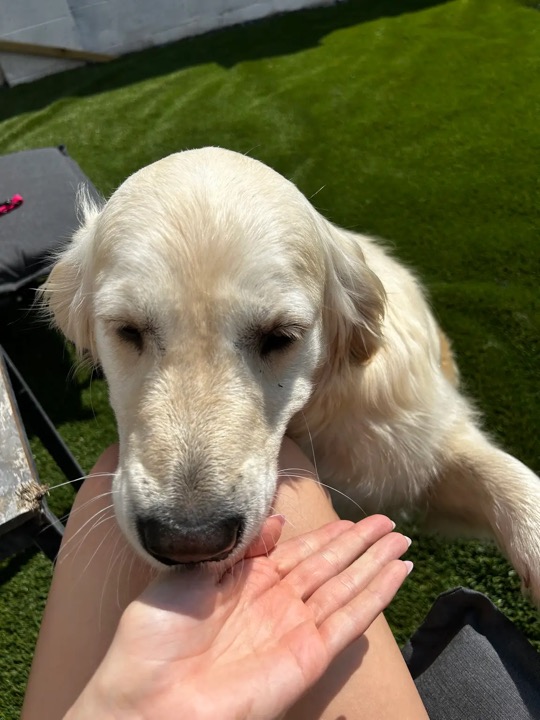 A sweet pet friend spending time with family